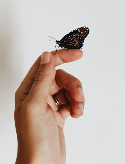 butterfly on finger